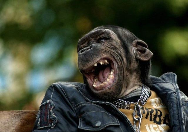 monkey-laughing.jpg